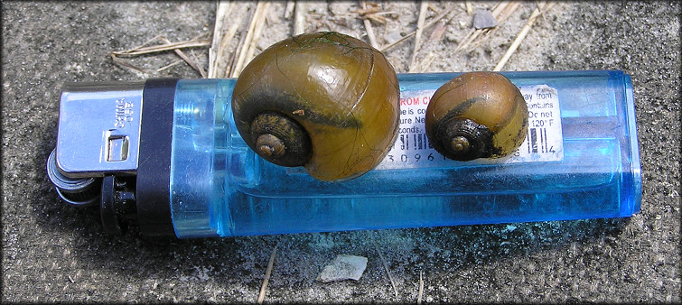 Pomacea canaliculata Juveniles