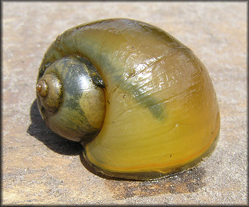 Pomacea canaliculata Juvenile