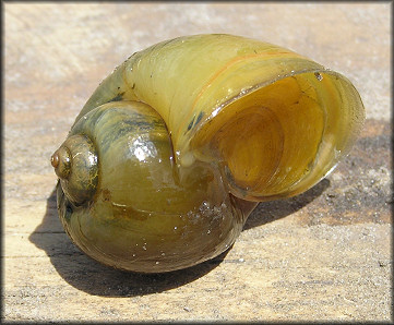 Pomacea canaliculata Juvenile