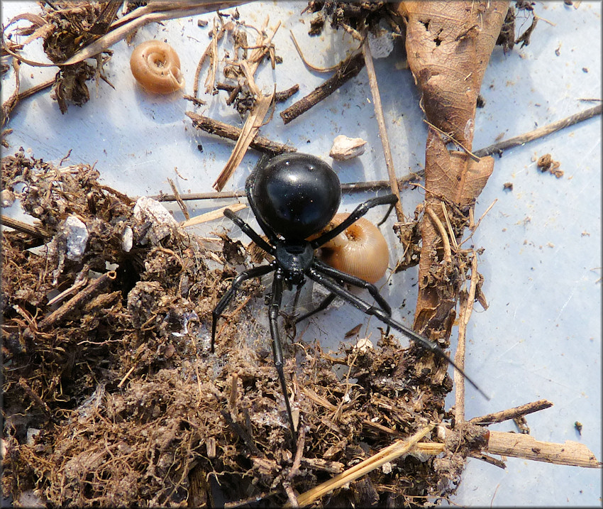 Daedalochila uvulifera (Shuttleworth, 1852) Peninsula Liptooth In Situ 3/10/2014