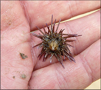 Arbacia punctulata Lamarck, 1816 Purple-spined Sea Urchin Juvenile