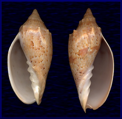 Sinistral Cymbiola complexa (Iredale, 1924)