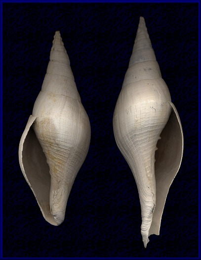 Sinistral Turbinella regina Heilprin, 1886