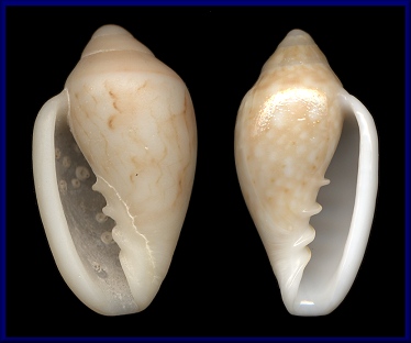 Sinistral Marginella floccata G. B. Sowerby II, 1889