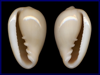 Sinistral Prunum labiatum (Kiener, 1841)