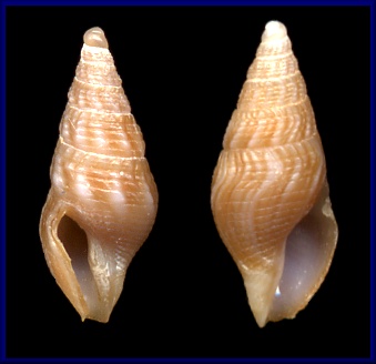 Sinistral Asthenotoma lamothei (Dautzenberg, 1910)