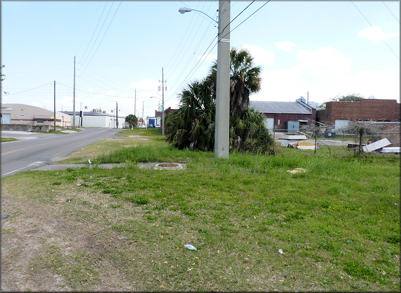 Bulimulus sporadicus (d’Orbigny, 1835) Habitat On West Church Street (3/15/2014)