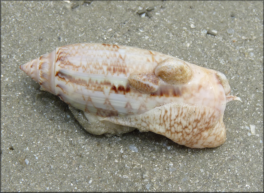 Crepidula fornicata (Linnaeus, 1758) Common Atlantic Slippersnail