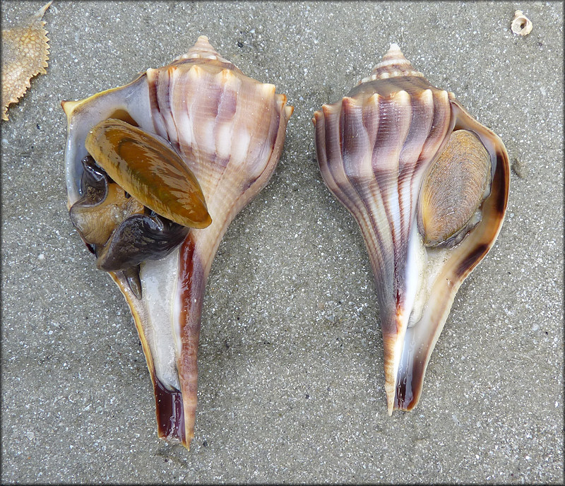 Busycon perversum (left) pictured with a similar sized Busycon carica (Gmelin, 1791) (right)