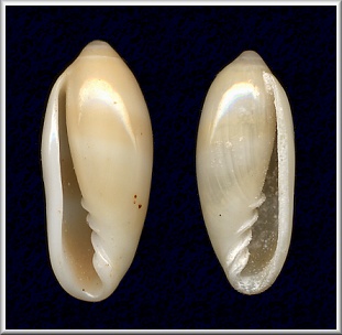 Sinistral Volvarina philippinarum (Redfield, 1848)