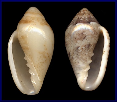 Sinistral Marginella piperata Hinds, 1844