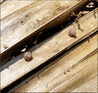 Praticolella jejuna (Say, 1821) Florida Scrubsnail In Situ