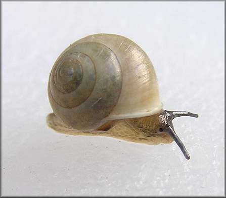 Helicina (Olygyra) orbiculata (Say, 1818) Globular Drop