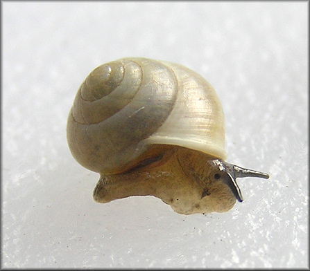 Helicina (Olygyra) orbiculata (Say, 1818) Globular Drop