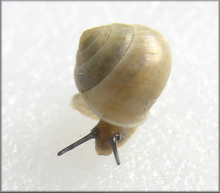 Helicina (Olygyra) orbiculata (Say, 1818) Globular Drop