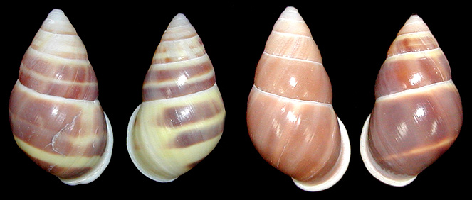 Amphidromus metabletus pachycheilus von Moellendorff, 1901 form fusca