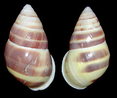 Amphidromus metabletus pachycheilus von Moellendorff, 1901 form trizona