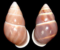 Amphidromus metabletus pachycheilus von Moellendorff, 1901 form fusca