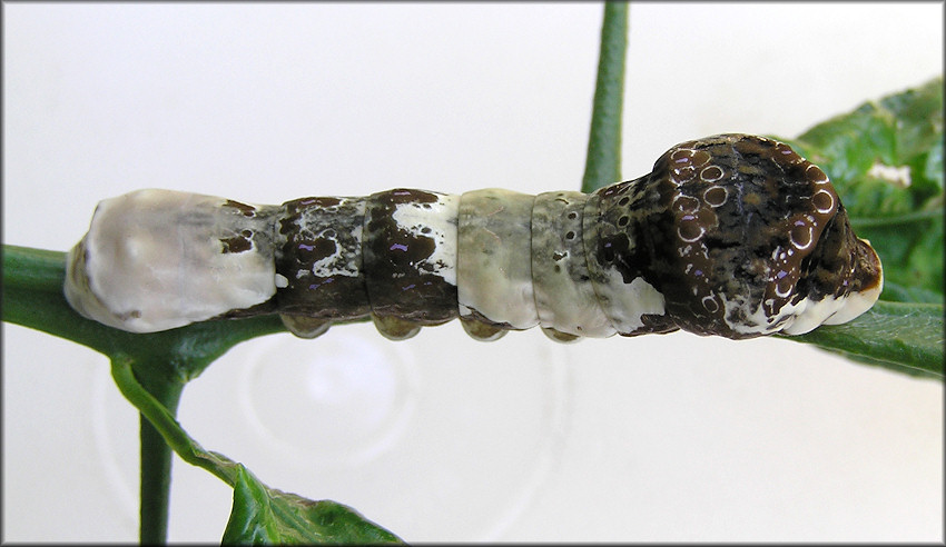 Giant Swallowtail Larva [Papilio cresphontes]