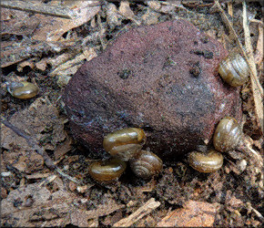 Ventridens demissus (A. Binney, 1843) Perforate Dome In Situ