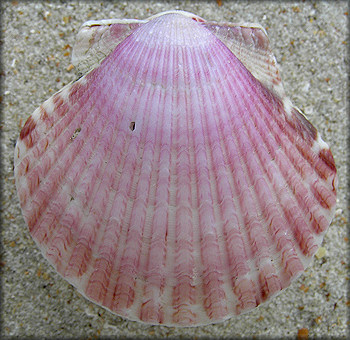 Argopecten gibbus (Linnaeus, 1758) Atlantic Calico Scallop