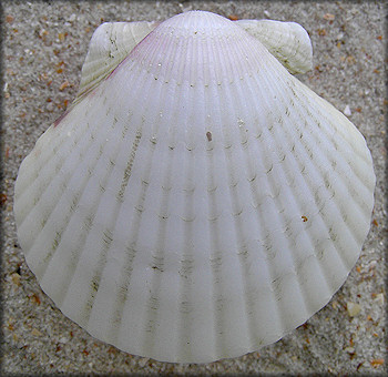 Argopecten gibbus (Linnaeus, 1758) Atlantic Calico Scallop