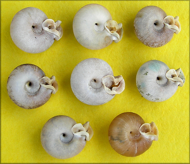 Some of the 24 Daedalochila auriculata (Say, 1818) found on 7/29/2008