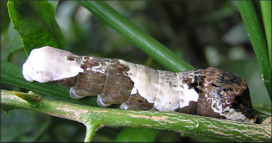 Giant Swallowtail Larva [Papilio cresphontes]