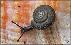 Daedalochila avara (Say, 1818) Florida Liptooth