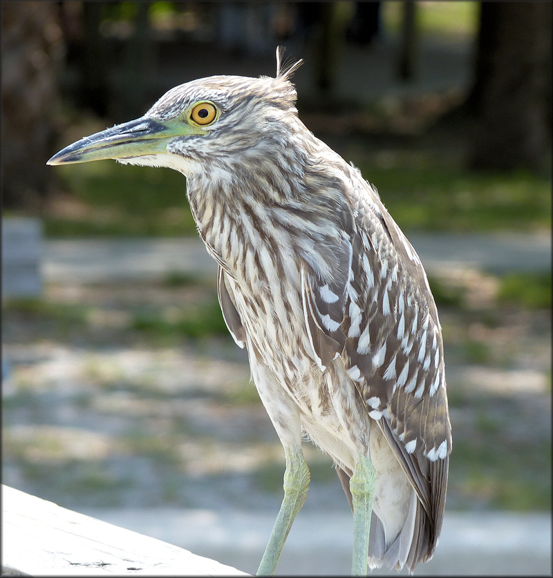 Nycticorax nycticorax Black-crowned Night-Heron Juvenile