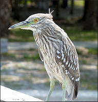 Nycticorax nycticorax Black-crowned Night-Heron Juvenile