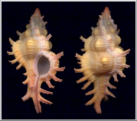 Chicoreus aculeatus (Lamarck, 1822)