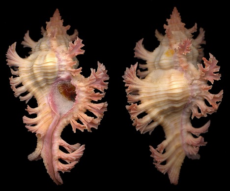 Chicoreus nobilis Shikama, 1977