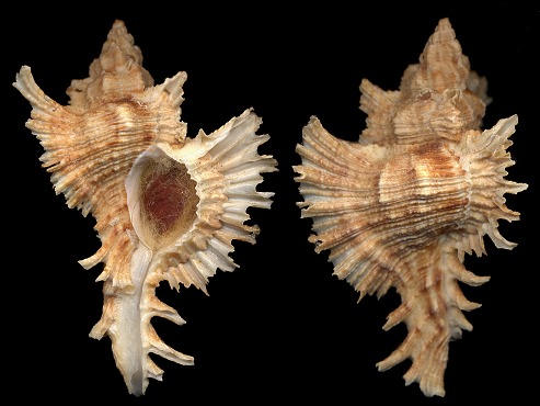 Chicoreus territus (Reeve, 1845)