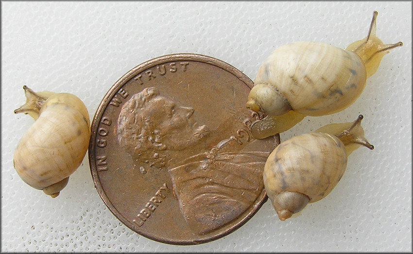 Succinea floridana Pilsbry, 1905 Florida Chalksnail