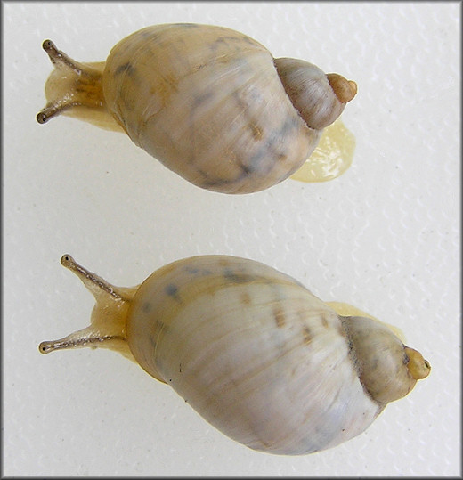 Succinea floridana Pilsbry, 1905 Florida Chalksnail