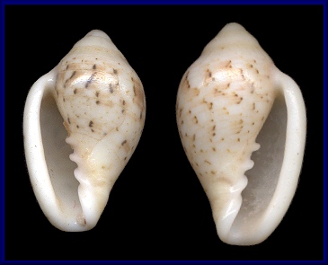 Marginella lutea G. B. Sowerby II, 1889