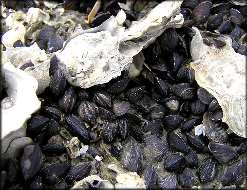 Brachidontes exustus (Linnaeus, 1758) Scorched Mussel In Situ