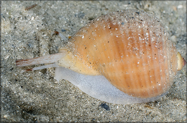 Tonna galea (Linnaeus, 1758) Giant Tun Juvenile In Situ