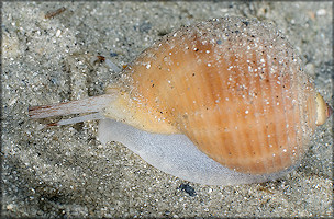 Tonna galea (Linnaeus, 1758) Giant Tun Juvenile In Situ