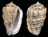 Morum strombiforme (Reeve, 1842)