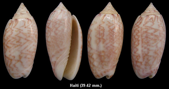 Oliva fulgurator (Rding, 1798) form reticularis Lamarck, 1811