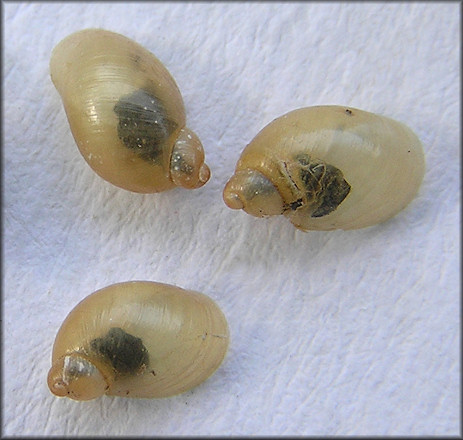 Succinea paralia Hubricht, 1983 Saltmarsh Ambersnail