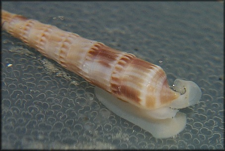 Neoterebra dislocata (Say, 1822) Eastern Auger 