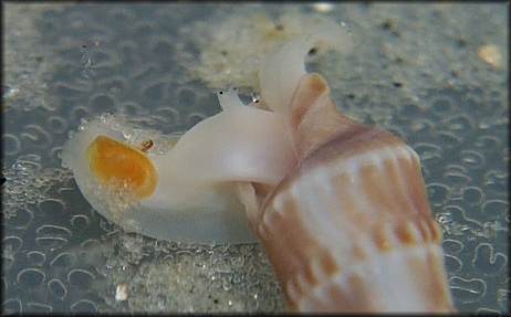 Neoterebra dislocata (Say, 1822) Eastern Auger 