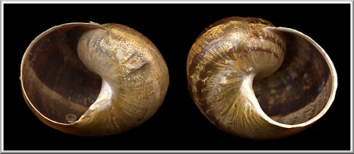 Sinistral Cornu aspersum (Mller, 1774)