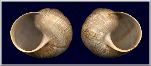 Sinistral Helix pomatia Linnaeus, 1758