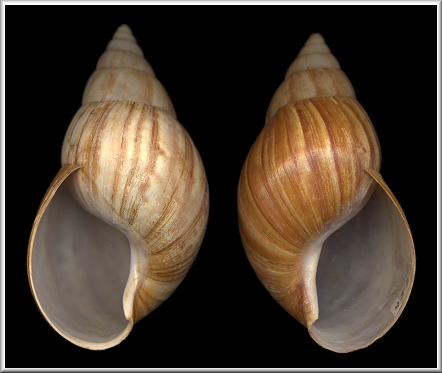 Sinistral Lissachatina fulica (Bowdich, 1822)