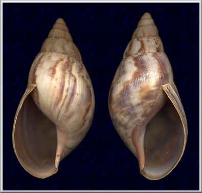 Sinistral Lissachatina immaculata (Lamarck, 1822)