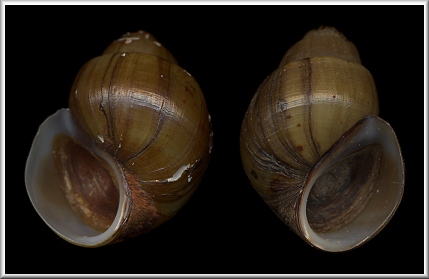 Sinistral Campeloma lima (Anthony, 1860)